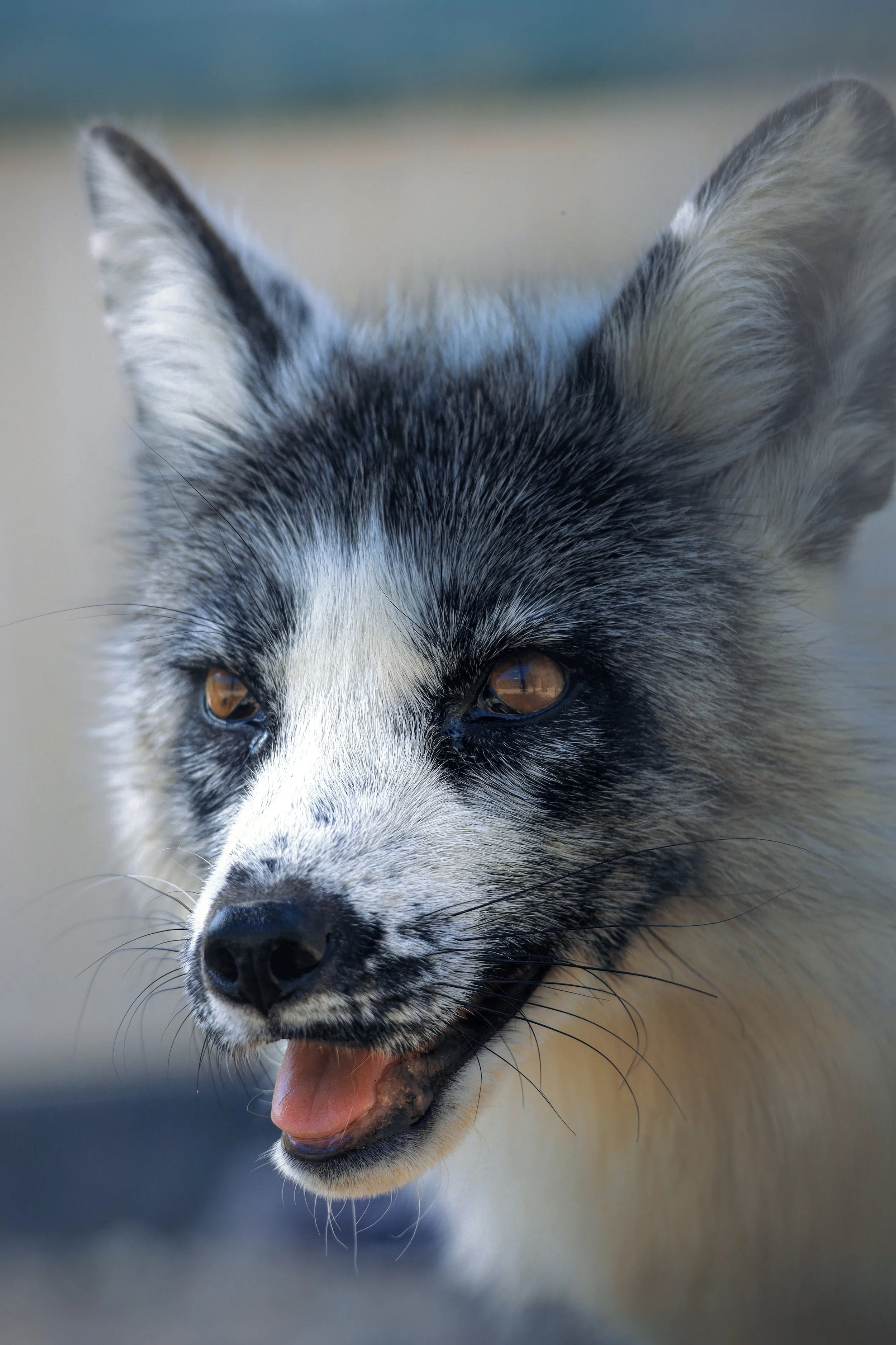 Red Foxes | Animal Conservation